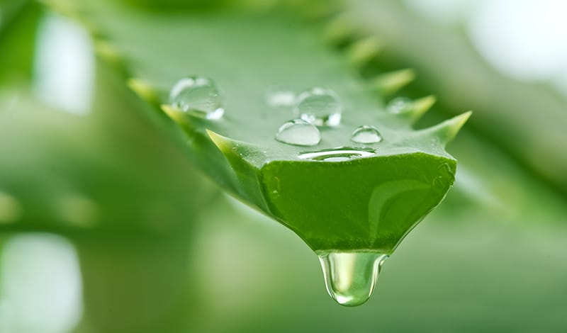 Aloe vera, planta habitual en infusiones y preparados