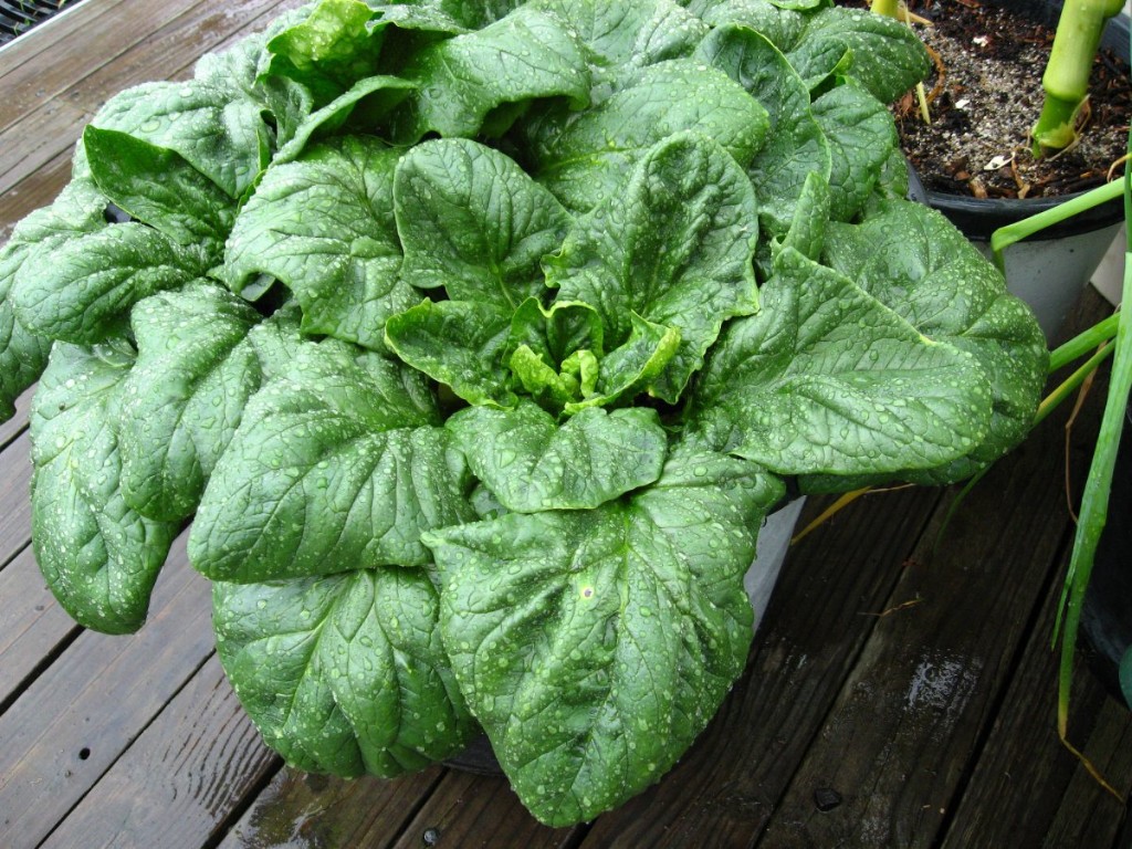 Espinacas, vegetal de hoja verde